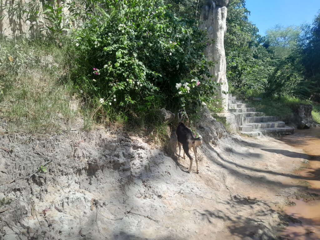 Coming across a grazing goat.