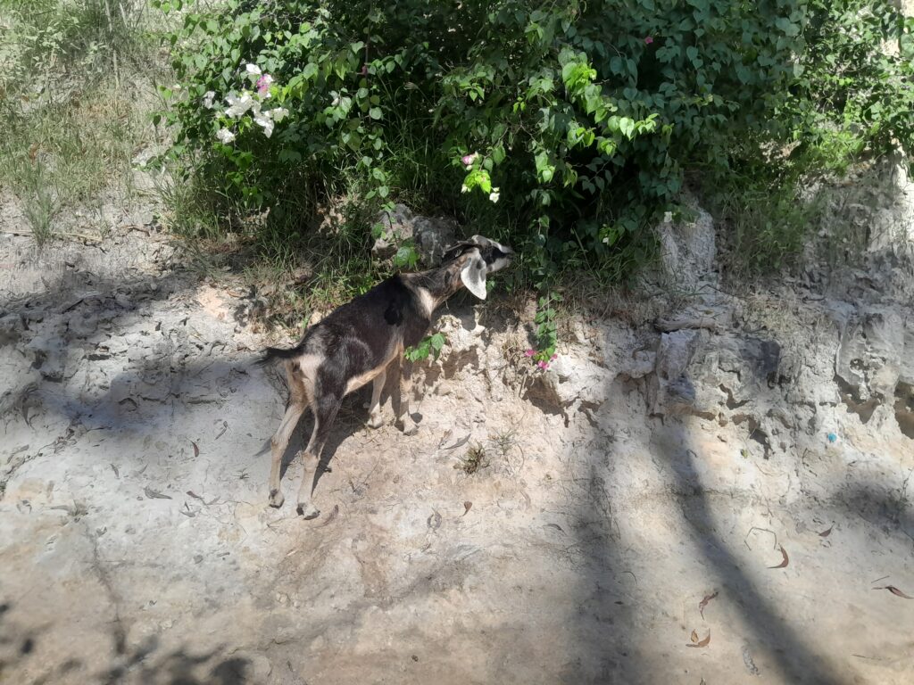 The goat ignores me and continues grazing.
