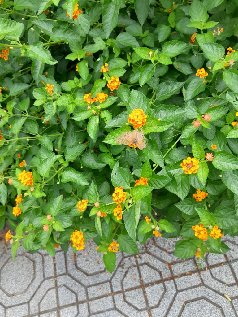 A Peacock Pansy on its last legs.